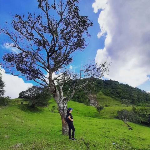 Nylquiza