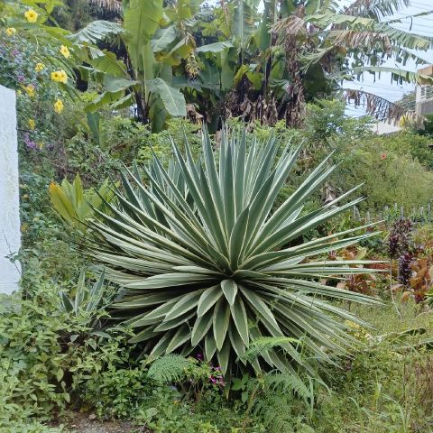 Dianaph