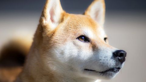 Ershiba