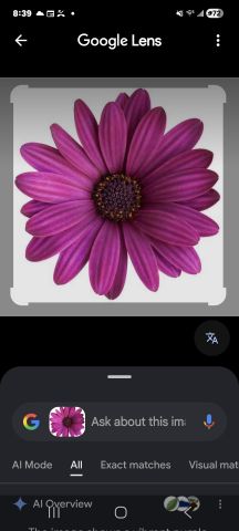 PurpleLily