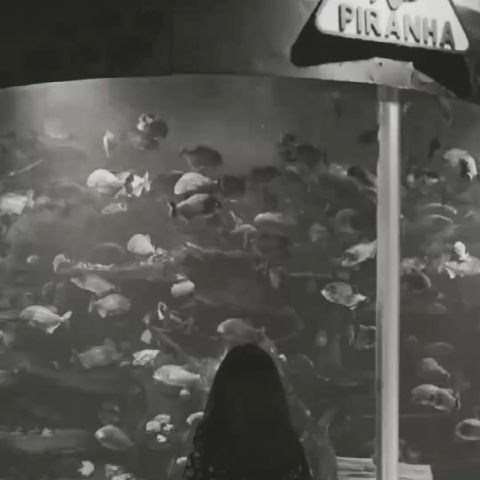 Amelia_