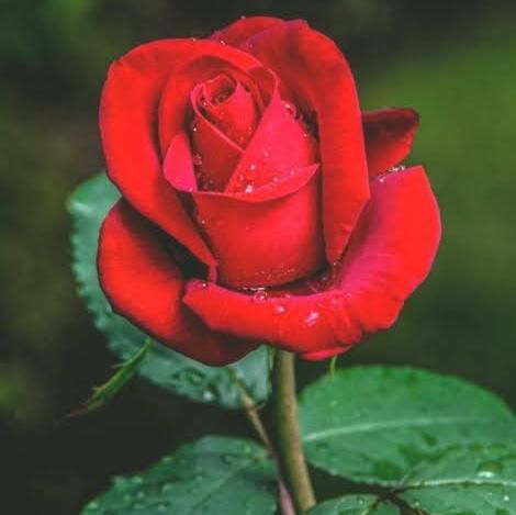 Gifty30
