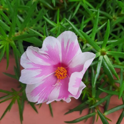 FloraSinamo