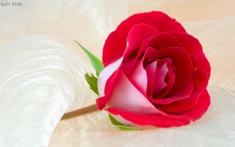 Blessedqueen76