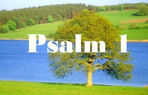 Psalm_1 is Single in Bay Area, California
