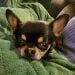 Chihuahualove is Single in Adelaide, South Australia, 3