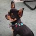 Chihuahualove is Single in Adelaide, South Australia, 7
