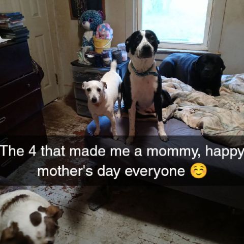 Mommyof3dogs is Single in Boone, North Carolina, 4
