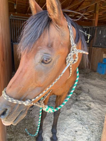 horsewoman6 is Single in Silver Star, Montana