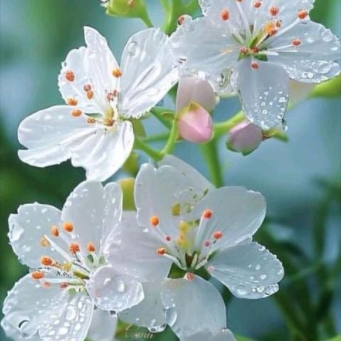 Blessing_Ro