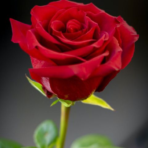 Reen9