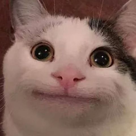 Meowmeow5