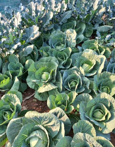 Veredi7 is Single in East, Assam, 4