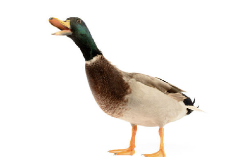 nmazzuca
