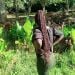 Mourine4 is Single in Eldoret, Rift Valley, 2