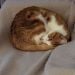 Ally79 is Single in Melbourne, Victoria, 6