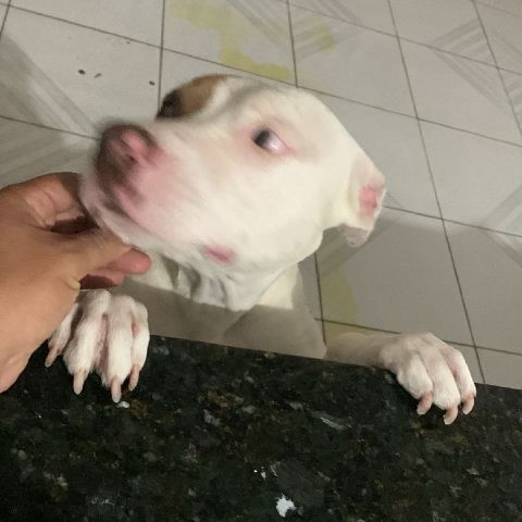 Neli27