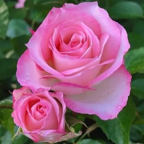Elvrina73