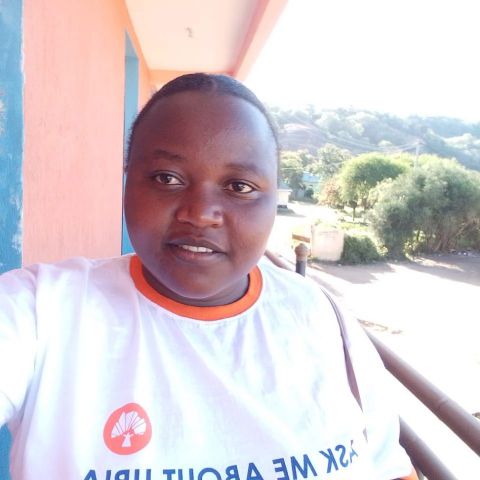 Chacha985