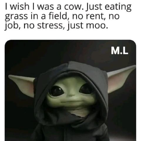 Moneoa