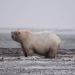 HumbleBee39 is Single in Wasilla, Alaska