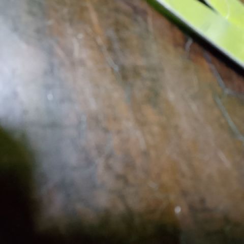 Gavz51