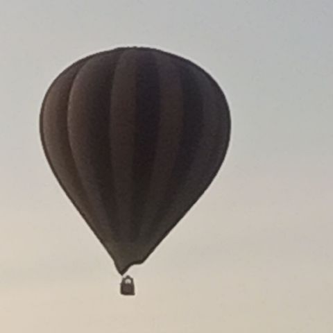 Fei001131