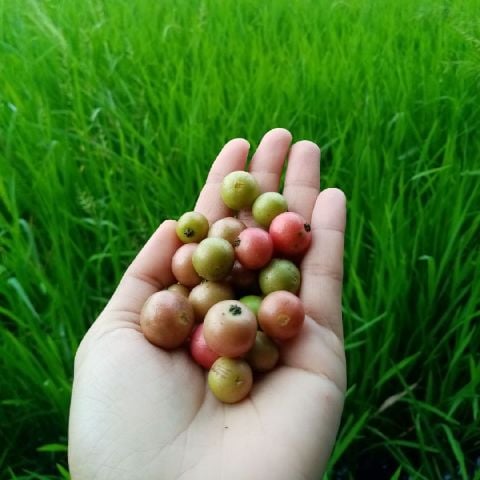 Kaye185