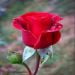 Mark757575 is Single in Annangrove, New South Wales
