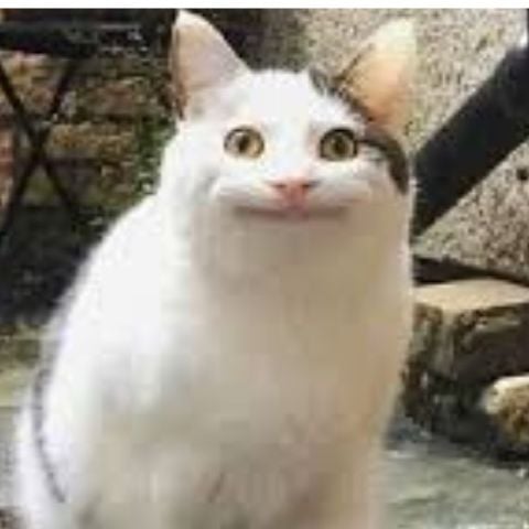 PandaLuna