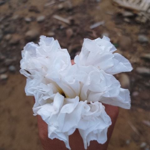 Kindinpam