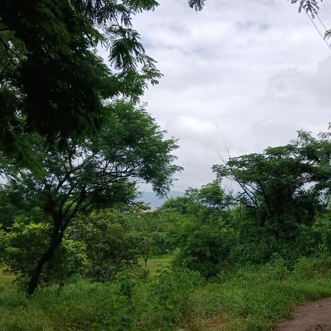 Janhvi