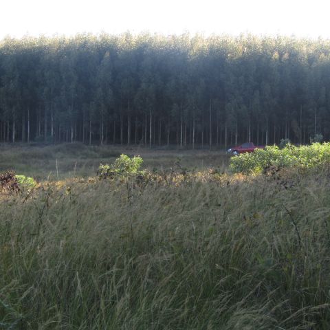 sbongamandla