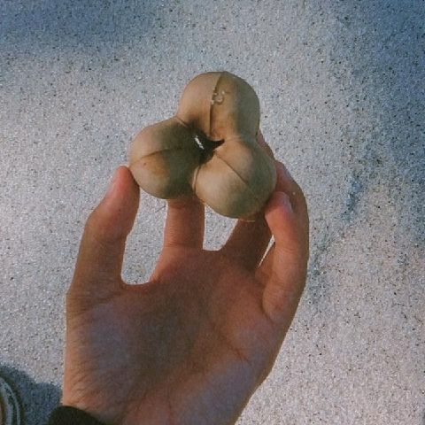 Naaa31