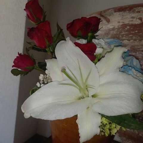 Lilyxxx24