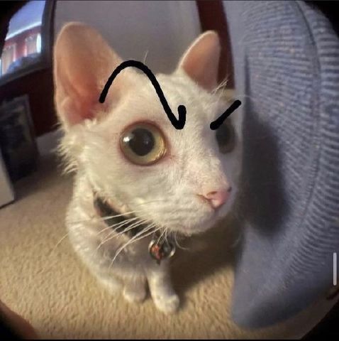 Jasminetea