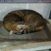 JamesDelopst is Single in Daytona Beach nearest easily recognizable city ..., Florida, 8