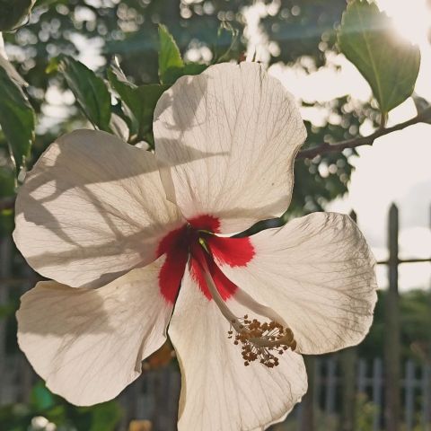 Rose963