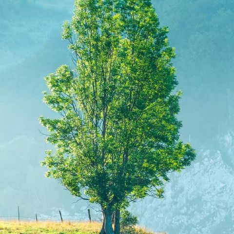 Tarigan29