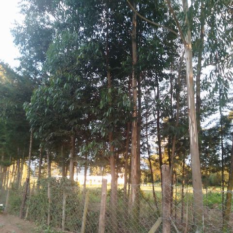 Wangare16
