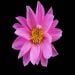 Northstar80 is Single in Parlin, New Jersey