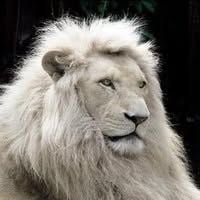 lionwhite