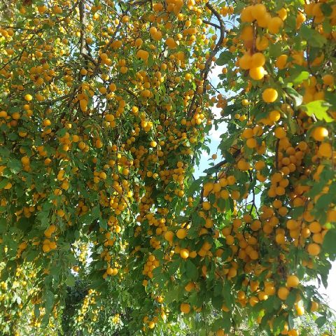 Pszomi