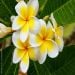 Allie1989 is Single in Port Moresby, National Capital