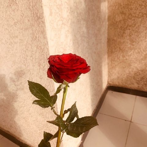 Bachelor7