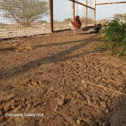 Ahah is Single in Moan101, Al Wusta, 2