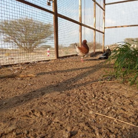 Ahah is Single in Moan101, Al Wusta, 3