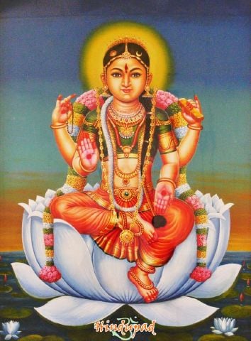Shibu333