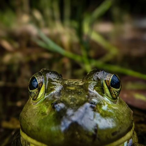 Filemontigor
