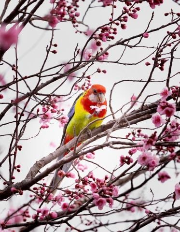 Raphrodjack is Single in Perth, Western Australia, 6